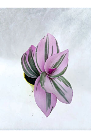 Pembe Telgraf Çiçeği Tradescantia Nanouk 5.5 Cm Saksı