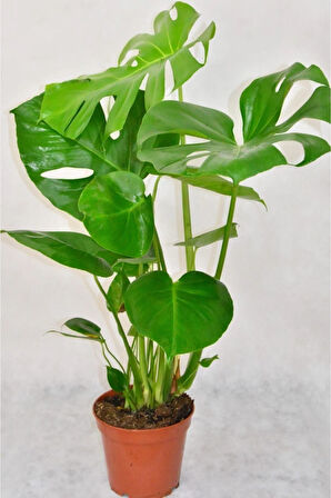 Videolu Deve Tabanı Bitkisi 1 Adet Saksılı 60-100cm Iç Mekan Salon Ofis Bitkisi (MONSTERA DELİCİOSA)
