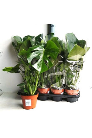 Deve Tabanı 40-60 Cm Iç Mekan Bitkileri