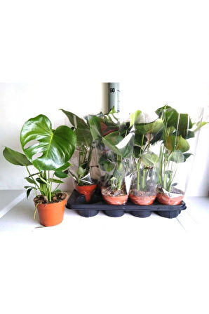 Deve Tabanı 40-60 Cm Iç Mekan Bitkileri