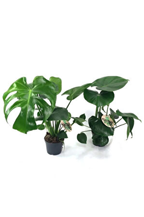 Deve Tabanı 40-60 Cm Iç Mekan Bitkileri