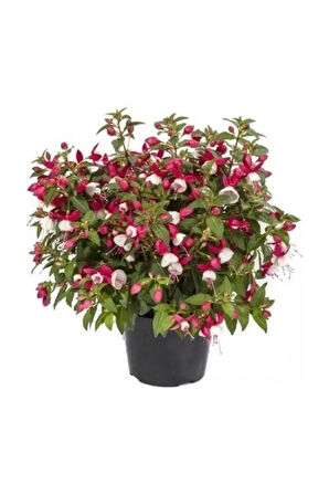 Saksılı Küpe Küpeli Çiçeği Fidanı 10-20 Cm