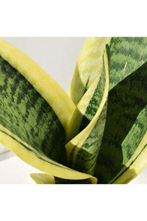 Çok Avantajlı Kılıç Çiçeği 30 40 Cm Paşa Kılıcı Sansevaria Peygamber Kılıcı Çiçeği Iç Mekan