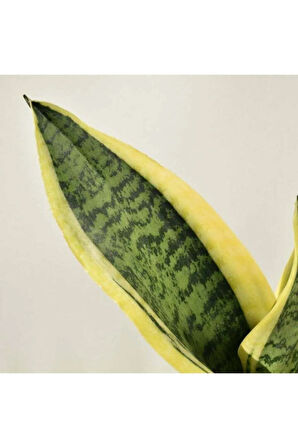 Çok Avantajlı Kılıç Çiçeği 30 40 Cm Paşa Kılıcı Sansevaria Peygamber Kılıcı Çiçeği Iç Mekan