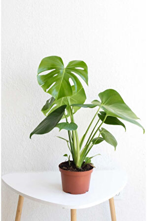 Videolu Deve Tabanı Geniş Yapraklı 1 Adet Saksılı 40-60cm Iç Mekan Bitkisi Monstera Deliciosa