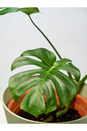 Videolu Deve Tabanı Geniş Yapraklı 1 Adet Saksılı 40-60cm Iç Mekan Bitkisi Monstera Deliciosa
