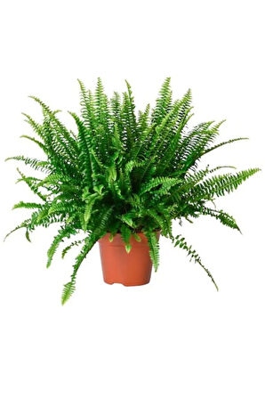 Aşk Merdiveni Fujer Askılı