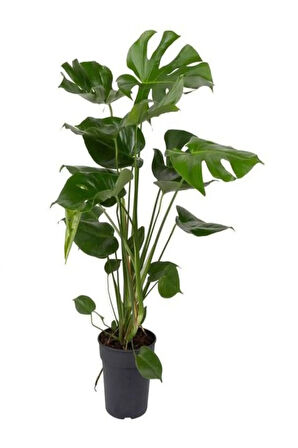 Videolu Deve Tabanı Bitkisi 1 Adet Saksılı 70-100cm Iç Mekan Salon Ofis Bitkisi (MONSTERA DELİCİOSA)