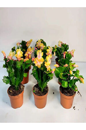 Videolu Sarı Yılbaşı Çiçeği Fidanı 1 Adet Saksılı 10-20cm Iç Mekan Bitkisi (YELLOW RHİPSALİDOPSİS)