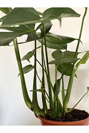 Videolu Deve Tabanı Geniş Yapraklı 1 Adet Saksılı 60-100cm Iç Mekan Bitkisi Monstera Deliciosa