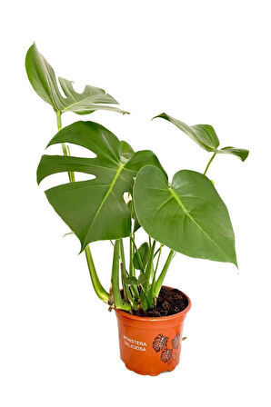 Videolu Deve Tabanı Geniş Yapraklı 1 Adet Saksılı 60-100cm Iç Mekan Bitkisi Monstera Deliciosa