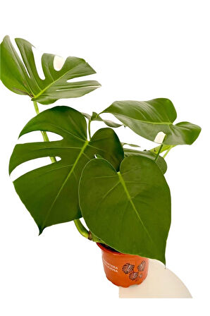 Videolu Deve Tabanı Geniş Yapraklı 1 Adet Saksılı 60-100cm Iç Mekan Bitkisi Monstera Deliciosa