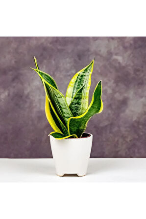 Sansevieria - Paşa Kılıcı - Peygamber Kılıcı Bitkisi 20-30 Cm