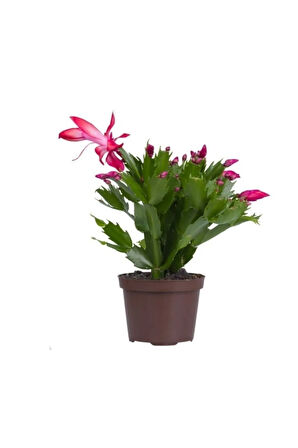Videolu Pembe Yılbaşı Çiçeği 1 Adet Saksılı 15-25cm Iç Mekan Ev Salon Bitkisi(SCHLUMBERGERA PİNK)