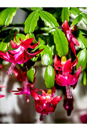 Videolu Pembe Yılbaşı Çiçeği 1 Adet Saksılı 15-25cm Iç Mekan Ev Salon Bitkisi(SCHLUMBERGERA PİNK)