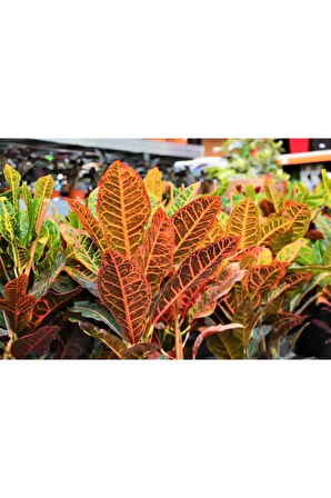 Videolu 1 Adet Kraton Çiçeği 20-30 Cm Saksılı Iç Mekan Bitkileri Codiaeum Variegatum