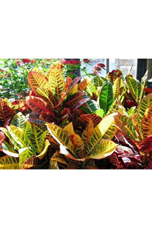 Videolu 1 Adet Kraton Çiçeği 20-30 Cm Saksılı Iç Mekan Bitkileri Codiaeum Variegatum