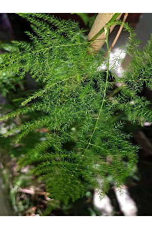 Videolu Salon Tülü Kuşkonmaz Bitkisi 1 Adet 25-40 Cm Iç Mekan Salon Ev Bitkisi Ofis(ASPARAGUS)
