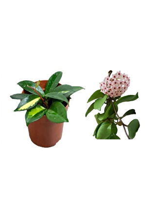 Videolu Mum Çiçeği Hoya Carnosa Fidesi 1 Adet Saksılı 10-20cm Iç Mekan Salon Sarmaşık Bitki