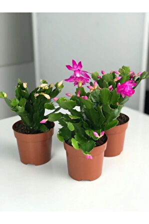 Videolu Pembe Yılbaşı Çiçeği 3 Adet Saksılı 10-15cm Iç Mekan Salon Bitkisi (RHİPSALİDOPSİS)
