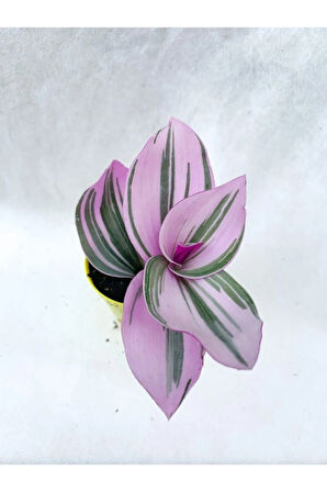 Çok Avantajlı Serada Decor&plant Pembe Telgraf Çiçeği Tradescantia Nanouk 5.5 Cm Saksı