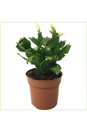 Videolu Sarı Yılbaşı Çiçeği Fidanı 1 Adet Saksılı 10-20cm Iç Mekan Salon Ev Bitkisi (RHİPSALİDOPSİS)
