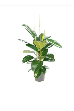 Videolu 2 Köklü Kauçuk Bitkisi 1 Adet Saksılı 80-100 Cm Iç Mekan Salon Bitkisi (FİCUS ELASTİCA)