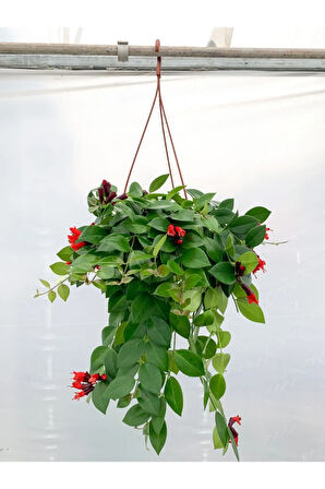 Videolu Ruj Çiçeği Aşinantus 1 Adet Saksıda 20-40cm Iç Mekan Salon Balkon Bitkisi (AESCHYNANTHUS)