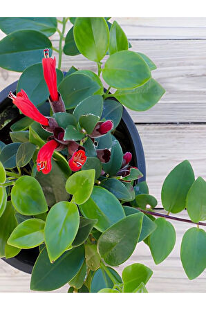 Videolu Ruj Çiçeği Aşinantus 1 Adet Saksıda 20-40cm Iç Mekan Salon Balkon Bitkisi (AESCHYNANTHUS)