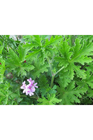 Gül Damlası Gül Kokulu Itır Çiçeği Fidanı 2 Adet 10-20 Cm