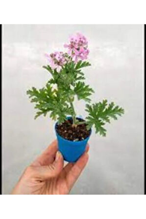 Gül Damlası Gül Kokulu Itır Çiçeği Fidanı 2 Adet 10-20 Cm