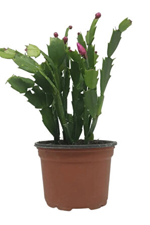 Videolu Kırmızı Yılbaşı Çiçeği Fidanı 1 Adet Saksıl 10-20cm Iç Mekan Salon Ofis Ev Bitkisi