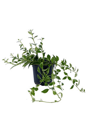 Ruj Çiçeği - Aeschynanthus Sarmaşığı - Askılı Saksı'da