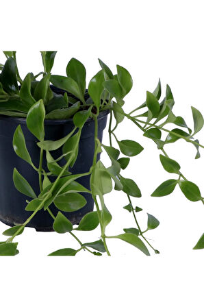 Ruj Çiçeği - Aeschynanthus Sarmaşığı - Askılı Saksı'da