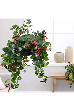 Ruj Çiçeği - Aeschynanthus Sarmaşığı - Askılı Saksı'da