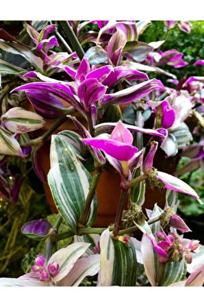 Çok Avantajlı Alacalı Telgraf Çiçeği Fidanı Askılı Saksıda