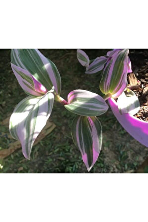 Çok Avantajlı Alacalı Telgraf Çiçeği Fidanı Askılı Saksıda