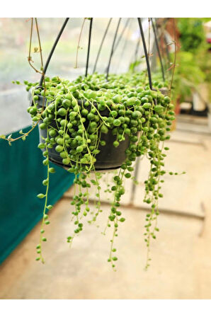 Videolu Tesbih Boncuk Çiçeği 1 Adet Saksılı 20-40 Cm Iç Mekan Bitkisi (SENECİO ROWLEYANUS)