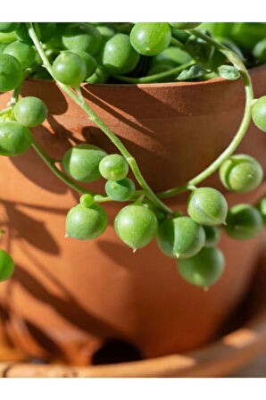 Videolu Tesbih Boncuk Çiçeği 1 Adet Saksılı 20-40 Cm Iç Mekan Bitkisi (SENECİO ROWLEYANUS)