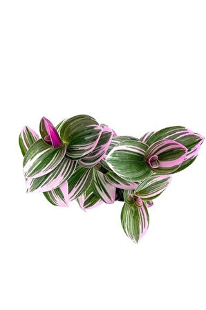 Videolu Pembe Telgraf Çiçeği Alacalı Yapraklı 1 Adet Saksılı 15-25cm Iç Mekan Salon Bitkisi