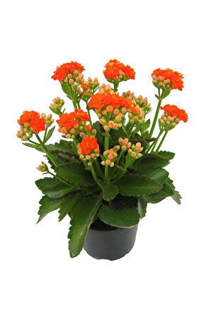 Turuncu Çiçekli Kalanşo ( Kalanchoe ) Çiçeği Ithal Büyük Boy