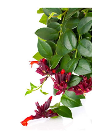 Videolu Kırmızı Renk Ruj Çiçeği Fidanı 1 Adet Saksılı 40-60cm Iç Mekan Salon Bitkisi(AESCHYNANTHUS)