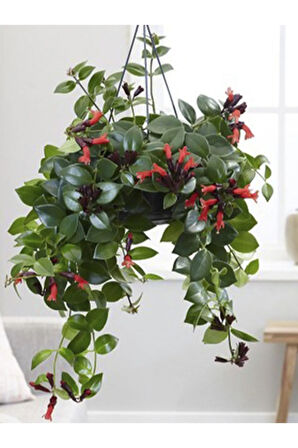 Videolu Kırmızı Renk Ruj Çiçeği Fidanı 1 Adet Saksılı 40-60cm Iç Mekan Salon Bitkisi(AESCHYNANTHUS)