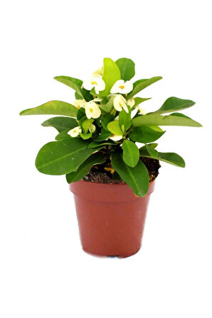 Euphorbia Milii Dikenler Tacı Çiçekli Kaktüs Ve Bitki Besini