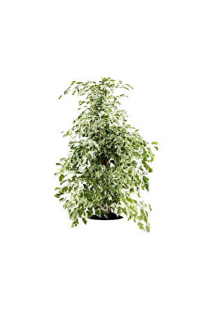 Videolu Alacalı Benjamin Bitkisi 1adet Saksılı/tüplü 60-100cm Iç Mekan Ofis Bitkisi(FİCUS STARLİGHT)