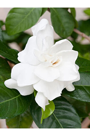 Videolu 1 Adet Yoğun Kokulu Gardenya Çiçeği 20-40 Cm Saksılı Iç Mekan Bitkileri Gardenia