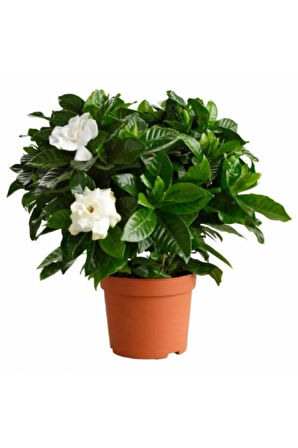 Videolu 1 Adet Yoğun Kokulu Gardenya Çiçeği 20-40 Cm Saksılı Iç Mekan Bitkileri Gardenia