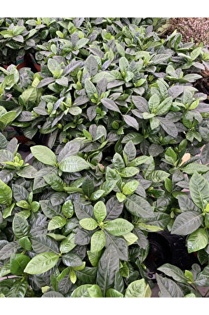 Videolu 1 Adet Yoğun Kokulu Gardenya Çiçeği 20-40 Cm Saksılı Iç Mekan Bitkileri Gardenia