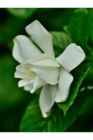 Videolu 1 Adet Yoğun Kokulu Gardenya Çiçeği 20-40 Cm Saksılı Iç Mekan Bitkileri Gardenia