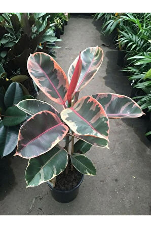 Pembe Alacalı Kauçuk Çiçeği 65-70 cm